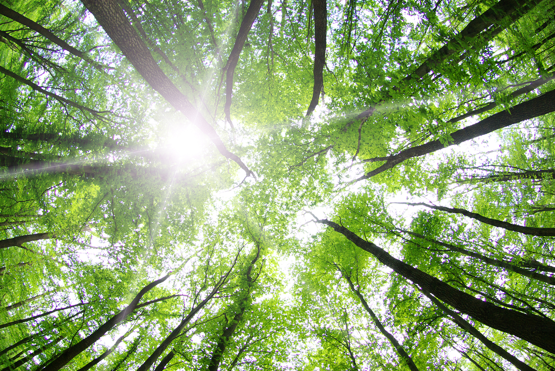 A photo of several trees' canopies.